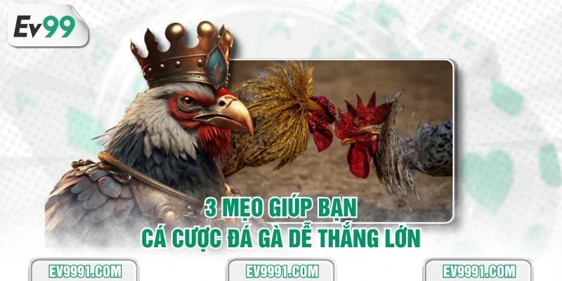 3 mẹo giúp bạn cá cược đá gà dễ thắng lớn