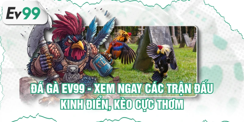 Đá Gà EV99 - Xem Ngay Các Trận Đấu Kinh Điển, Kèo Cực Thơm