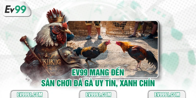 EV99 mang đến sân chơi đá gà uy tín, xanh chín