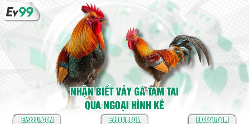 Nhận biết vảy gà tam tai qua ngoại hình kê