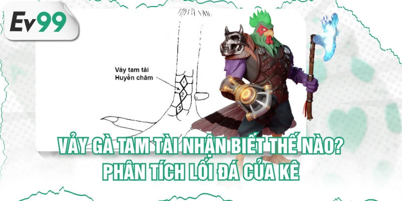 Vảy Gà Tam Tài Nhận Biết Thế Nào? Phân Tích Lối Đá Của Kê