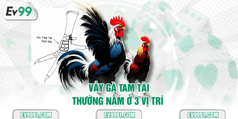 Vảy gà tam tài thường nằm ở 3 vị trí 